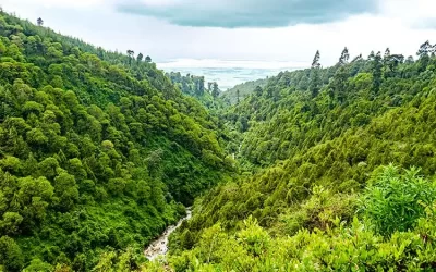 Menagesha Suba Forest Day Tour