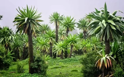 3-Day Simien Mountains Trekking Tours
