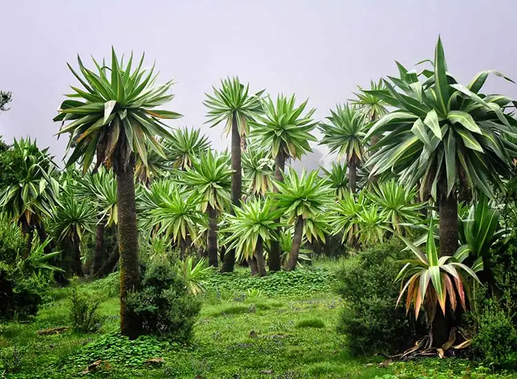 3-Day Simien Mountains Trekking Tours