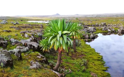 8-Day Bale Mountains Wildlife Safari & Harar Cultural Tour