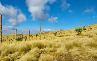 6-Day Simien Mountains Trekking & Ras Dashen Summit Expedition