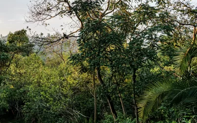 5-Day Ethiopia Coffee Origin & Yirgacheffe Coffee Tour